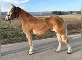 Haflinger / Avelignese, Giumenta, 3 Anni, 148 cm, Sauro