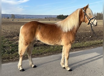 Haflinger / Avelignese, Giumenta, 3 Anni, 148 cm, Sauro