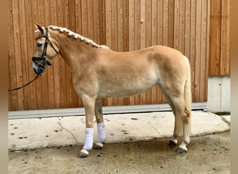 Haflinger / Avelignese, Giumenta, 3 Anni, 150 cm