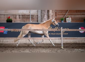 Haflinger / Avelignese, Giumenta, 3 Anni, 150 cm, Sauro