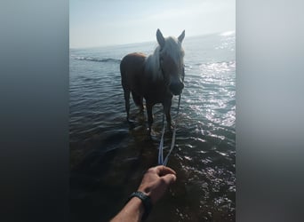 Haflinger / Avelignese, Giumenta, 3 Anni, 150 cm, Sauro