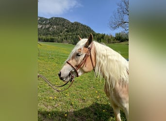 Haflinger / Avelignese, Giumenta, 3 Anni, 150 cm, Sauro