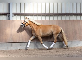 Haflinger / Avelignese, Giumenta, 4 Anni, 143 cm, Sauro