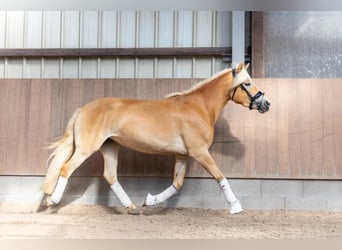 Haflinger / Avelignese, Giumenta, 4 Anni, 143 cm, Sauro