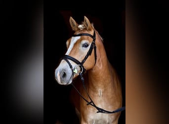 Haflinger / Avelignese, Giumenta, 4 Anni, 145 cm, Palomino