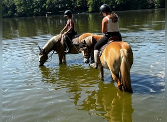 Haflinger / Avelignese, Giumenta, 4 Anni, 145 cm, Palomino