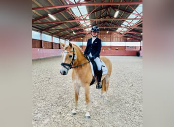 Haflinger / Avelignese, Giumenta, 4 Anni, 145 cm, Palomino