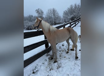 Haflinger / Avelignese, Giumenta, 4 Anni, 146 cm, Sauro
