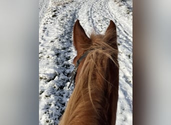 Haflinger / Avelignese, Giumenta, 4 Anni, 146 cm, Sauro scuro