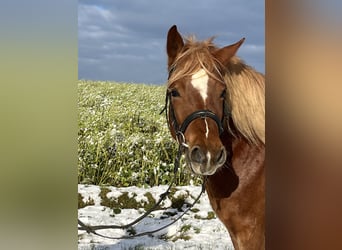 Haflinger / Avelignese, Giumenta, 4 Anni, 146 cm, Sauro scuro