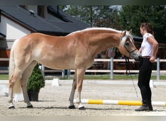 Haflinger / Avelignese, Giumenta, 4 Anni, 147 cm, Sauro scuro