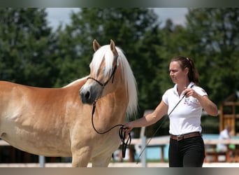 Haflinger / Avelignese, Giumenta, 4 Anni, 147 cm, Sauro scuro