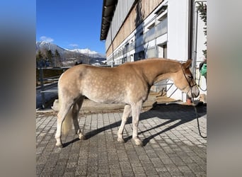 Haflinger / Avelignese, Giumenta, 4 Anni, 149 cm