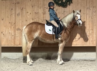 Haflinger / Avelignese, Giumenta, 4 Anni, 149 cm, Sauro