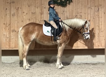 Haflinger / Avelignese, Giumenta, 4 Anni, 149 cm, Sauro