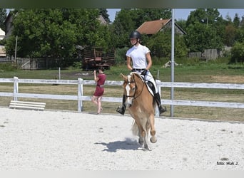 Haflinger / Avelignese, Giumenta, 4 Anni, 149 cm, Sauro scuro