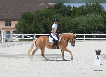 Haflinger / Avelignese, Giumenta, 4 Anni, 149 cm, Sauro scuro