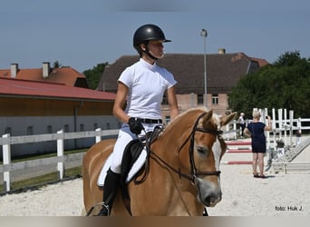 Haflinger / Avelignese, Giumenta, 4 Anni, 149 cm, Sauro scuro