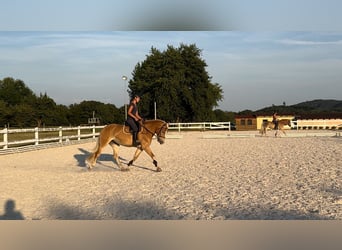 Haflinger / Avelignese, Giumenta, 4 Anni, 149 cm, Sauro scuro