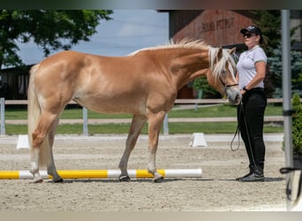 Haflinger / Avelignese, Giumenta, 4 Anni, 149 cm, Sauro scuro