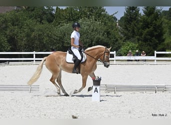 Haflinger / Avelignese, Giumenta, 4 Anni, 149 cm, Sauro scuro