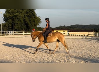 Haflinger / Avelignese, Giumenta, 4 Anni, 149 cm, Sauro scuro