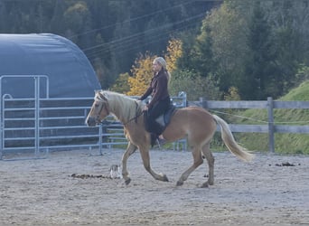 Haflinger / Avelignese, Giumenta, 4 Anni, 150 cm, Champagne