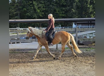 Haflinger / Avelignese, Giumenta, 4 Anni, 150 cm, Champagne