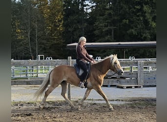 Haflinger / Avelignese, Giumenta, 4 Anni, 150 cm, Champagne