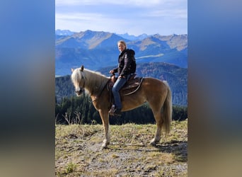 Haflinger / Avelignese, Giumenta, 4 Anni, 150 cm, Champagne