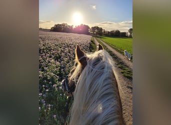 Haflinger / Avelignese, Giumenta, 4 Anni, 150 cm, Sauro