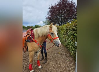 Haflinger / Avelignese, Giumenta, 4 Anni, 152 cm, Sauro