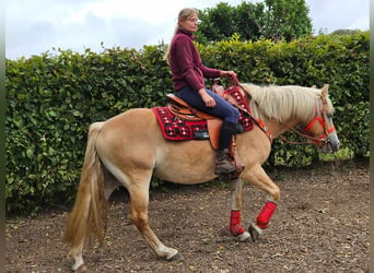 Haflinger / Avelignese, Giumenta, 4 Anni, 152 cm, Sauro