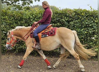 Haflinger / Avelignese, Giumenta, 4 Anni, 152 cm, Sauro