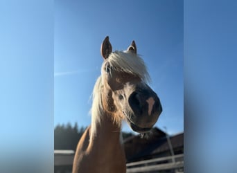 Haflinger / Avelignese, Giumenta, 4 Anni, 153 cm