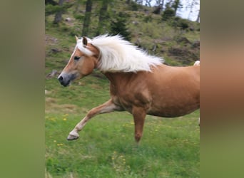 Haflinger / Avelignese, Giumenta, 4 Anni, 154 cm