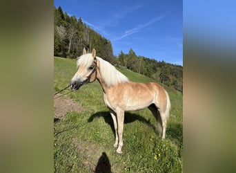 Haflinger / Avelignese, Giumenta, 4 Anni, 154 cm