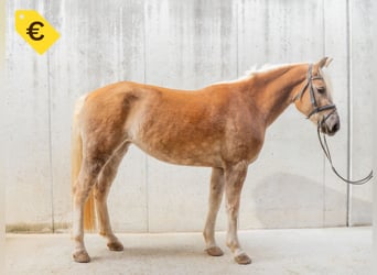 Haflinger / Avelignese, Giumenta, 4 Anni