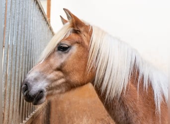 Haflinger / Avelignese, Giumenta, 4 Anni