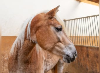 Haflinger / Avelignese, Giumenta, 4 Anni