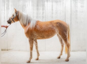 Haflinger / Avelignese, Giumenta, 4 Anni