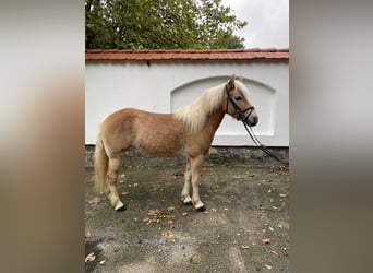 Haflinger / Avelignese, Giumenta, 5 Anni, 143 cm, Sauro scuro