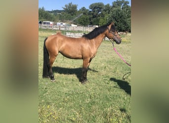 Haflinger / Avelignese Mix, Giumenta, 5 Anni, 145 cm, Baio chiaro