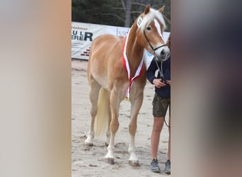 Haflinger / Avelignese, Giumenta, 5 Anni, 147 cm