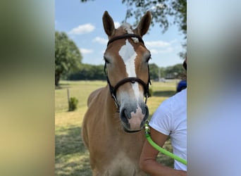 Haflinger / Avelignese, Giumenta, 5 Anni, 151 cm, Sauro scuro