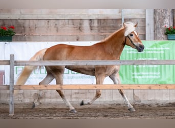 Haflinger / Avelignese, Giumenta, 5 Anni, 152 cm, Sauro