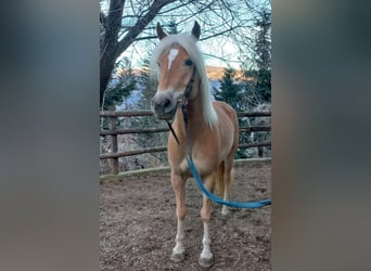 Haflinger / Avelignese, Giumenta, 5 Anni, 152 cm, Sauro