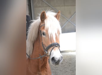 Haflinger / Avelignese, Giumenta, 5 Anni, 153 cm, Sauro