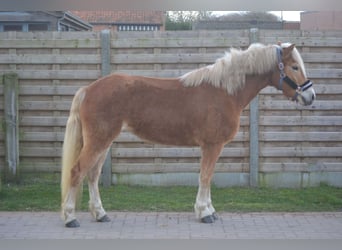 Haflinger / Avelignese, Giumenta, 5 Anni, 153 cm, Sauro