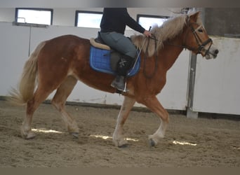Haflinger / Avelignese, Giumenta, 5 Anni, 153 cm, Sauro